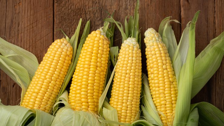 How to Make Fermented Corn on the Cob