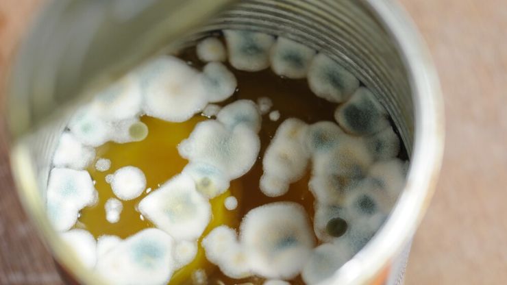 Mold or Yeast, How to Tell the Difference