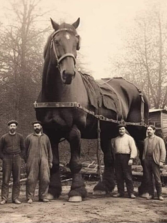 THE LARGEST HORSE EVER RECORDED: SAMPSON - Fermentools