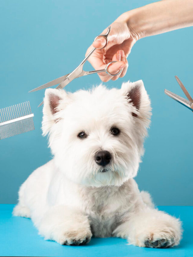 8 best pet grooming products you can buy - Fermentools