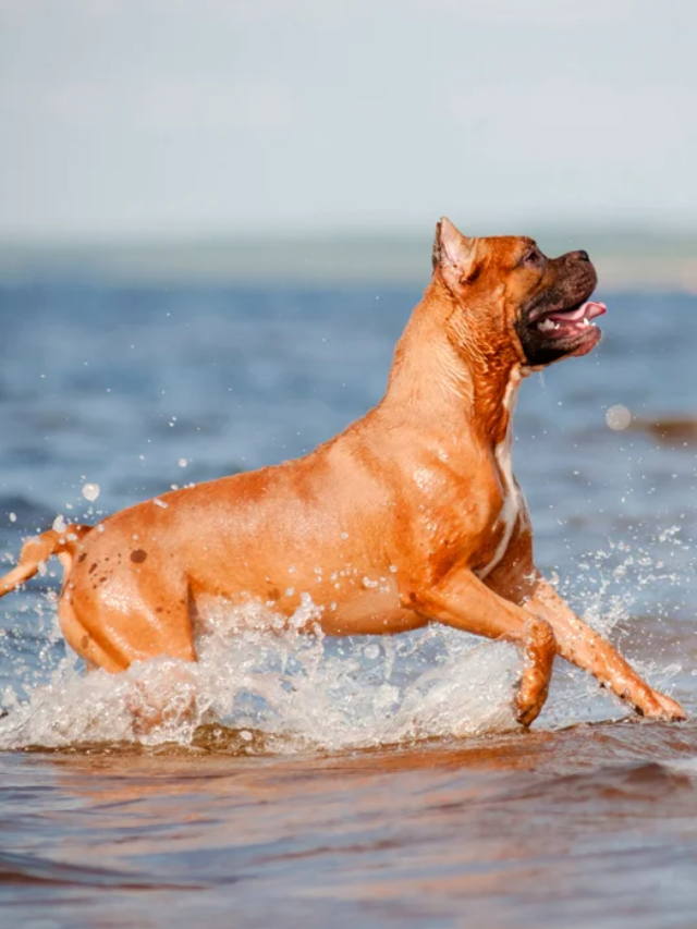 Paws in Motion: The Top 10 Running Dog Breeds