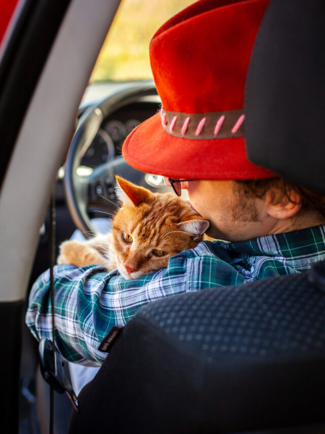 back-view-man-sitting-driving-seat-with-cat