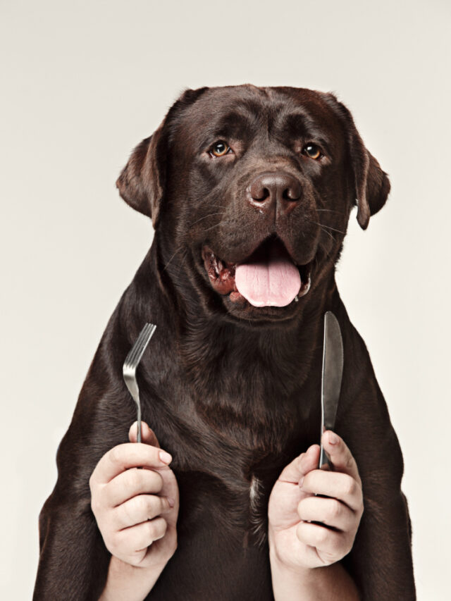 collage-with-chocolate-labrador-male-hands-dog-holding-fork-spoon-eating-isolated-white-wall