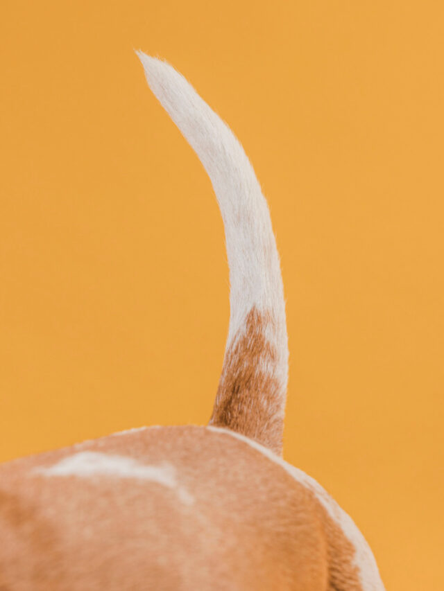 dog-tail-front-yellow-wall