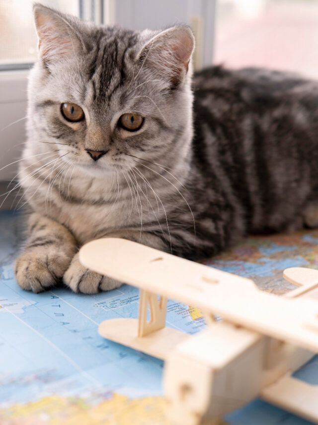 front-view-cat-blurred-air-plane-toy