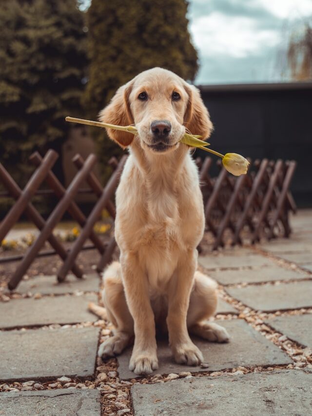 10 Pawsome Canines for First-Time Owners