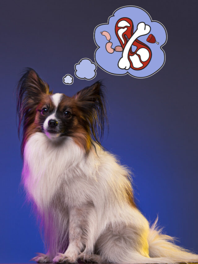 studio-portrait-small-yawning-puppy-papillon-dog-blue-studio-background-concept-dreams-dog