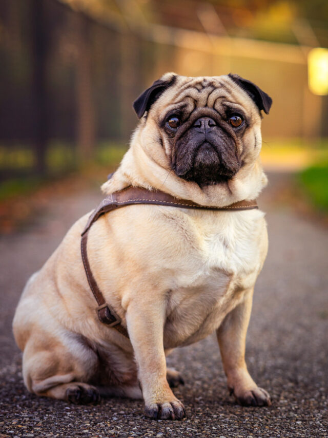 Overweight Dog? Here's How to Help
