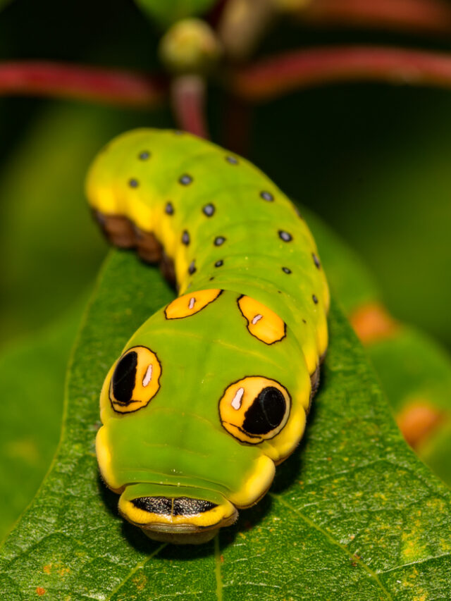 Cutest Insects