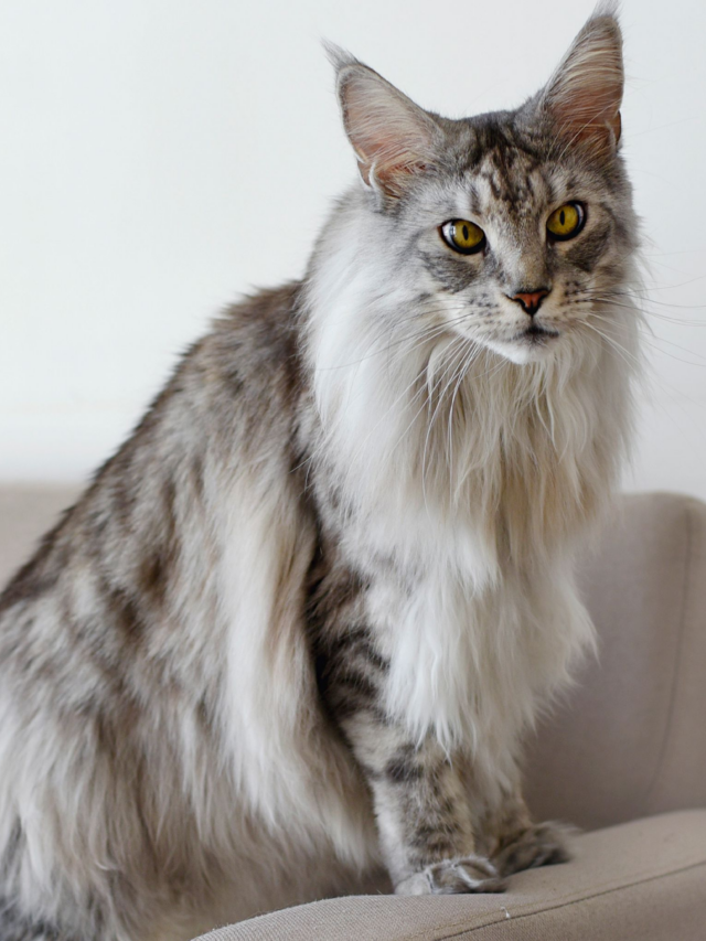 The 8 Largest Domesticated Cat Breeds - Fermentools