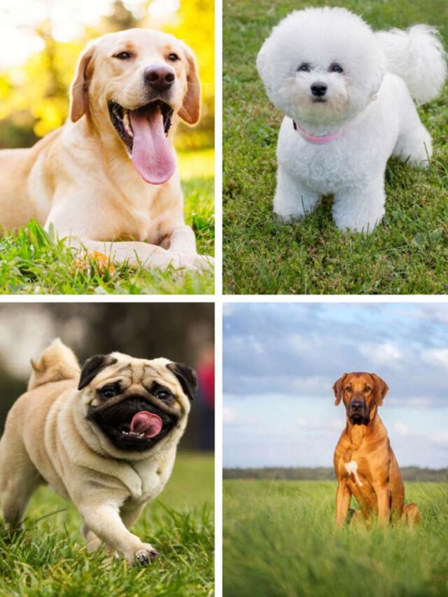 8 Dog breeds with the shortest life expectancy