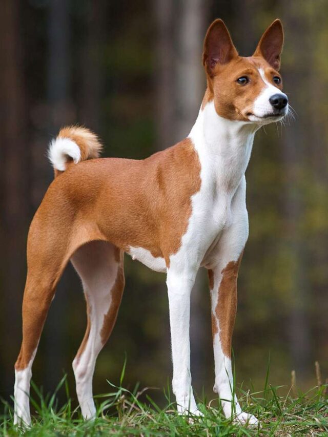 Dog Breeds That Are Considered To Be The Most Healthy
