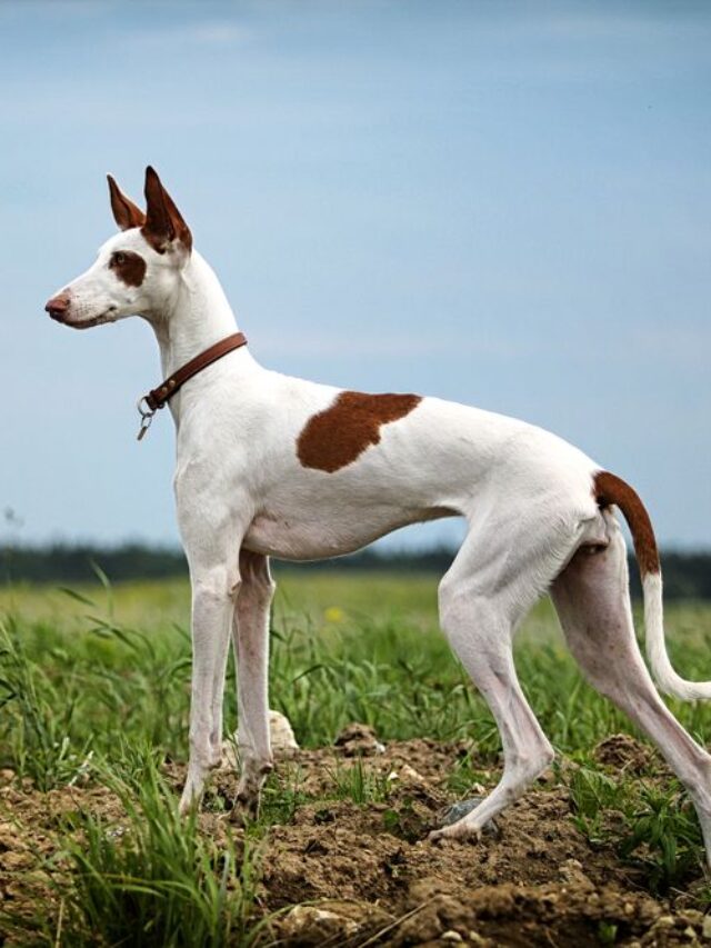Dog Breeds with Long Noses You’ll Love