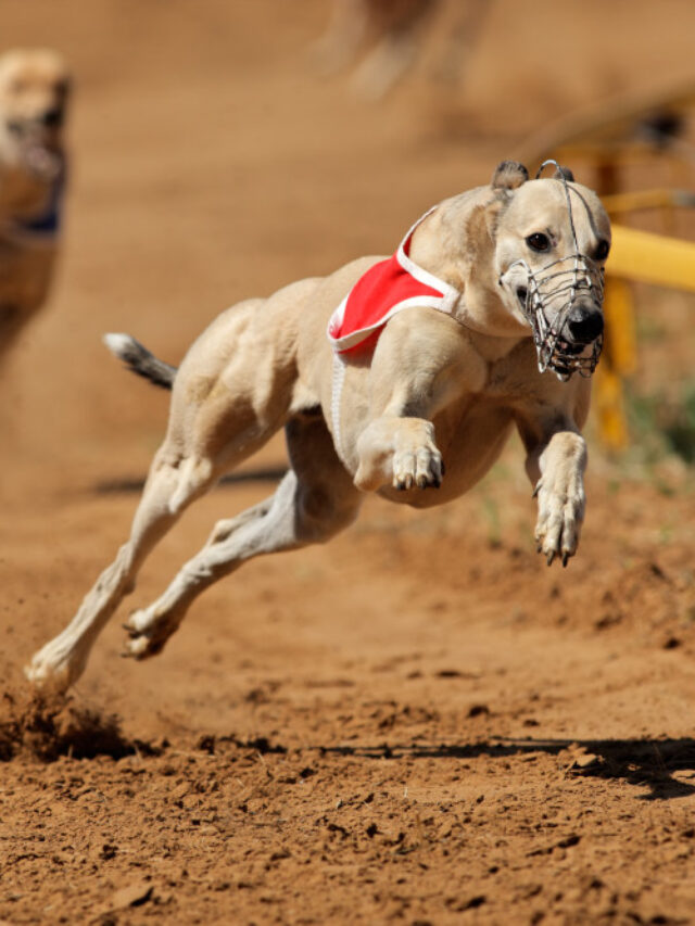 Meet the World's Top 8 Fastest Dog Breeds