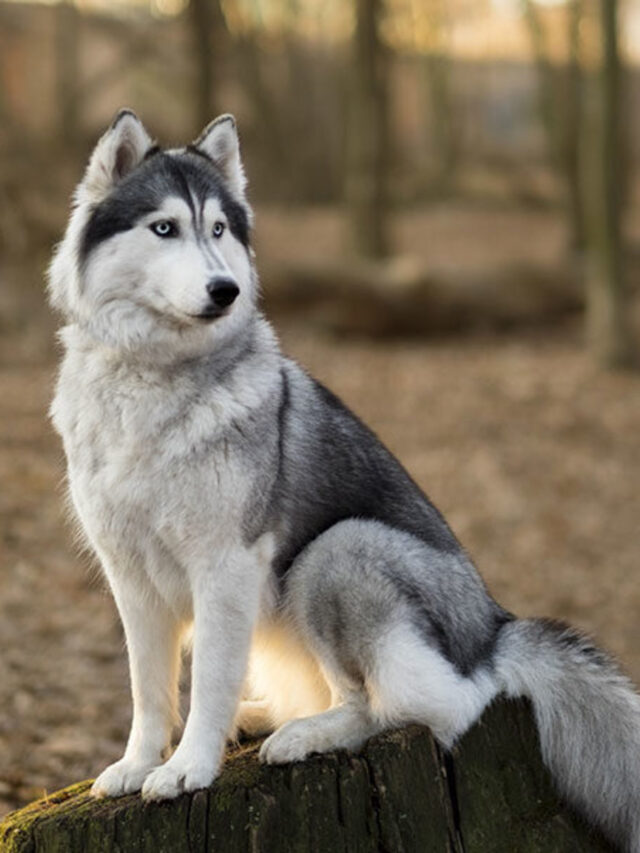 Most Disobedient Dog Breeds You Can Own