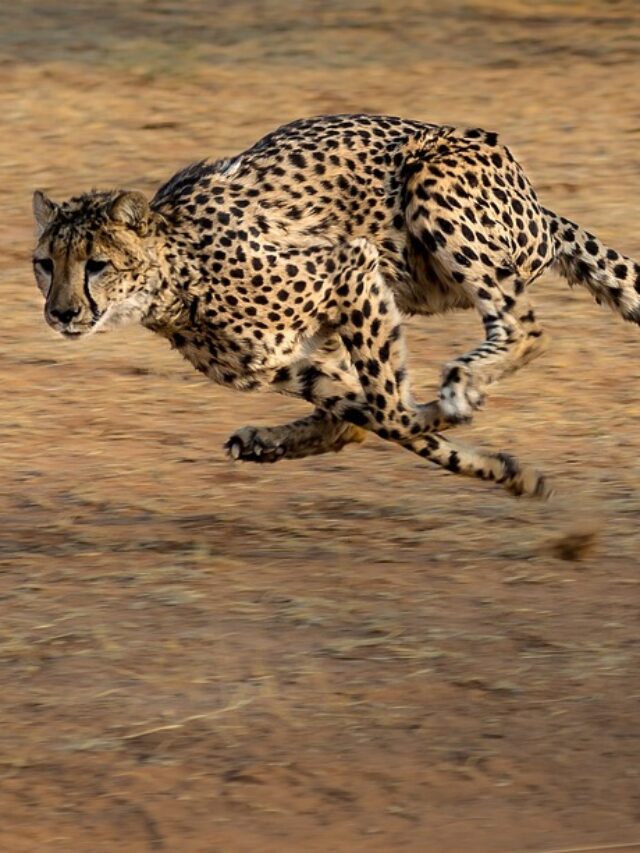 The Top 7 Fastest Cats in The World