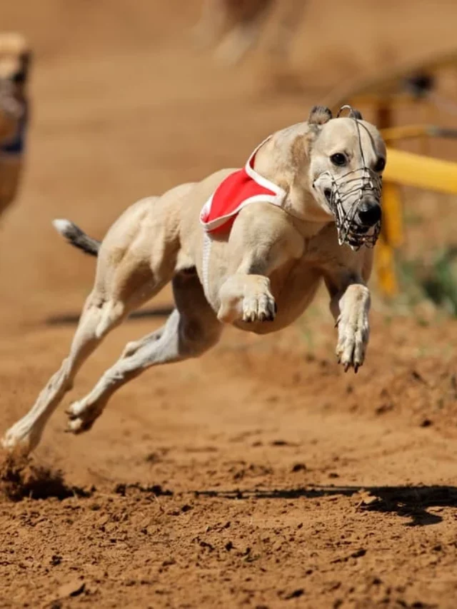 The Top 7 Fastest Dog Breeds In The World