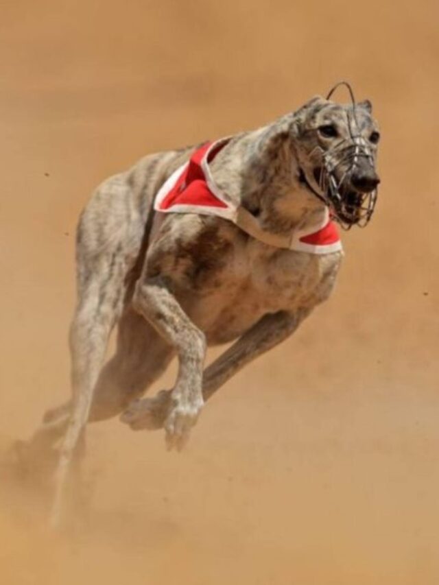 Top 7 Fastest Dog Breeds in the World