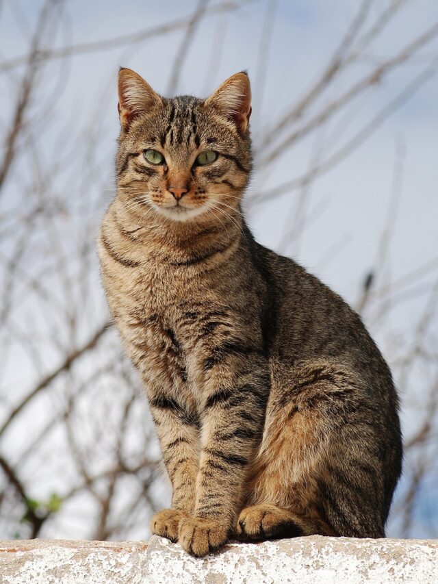 cat myths