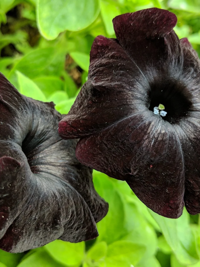 8 Black or Almost Black Flowers We Love