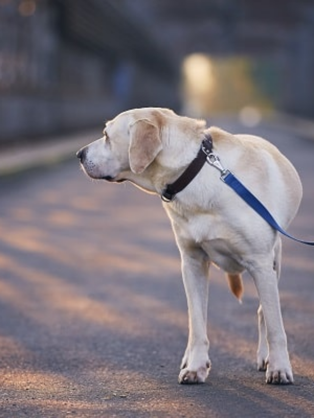 Here Are the 8 Best Dog Running Leashes to Keep Up With Your Pup