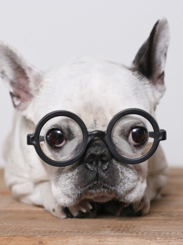 8 Smartest Dog Breeds in The World Ranked By Intelligence