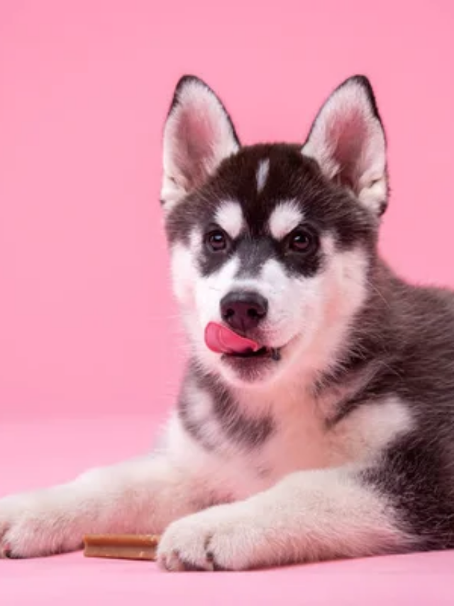 9 Best Mixed Dog Breeds You Can Own