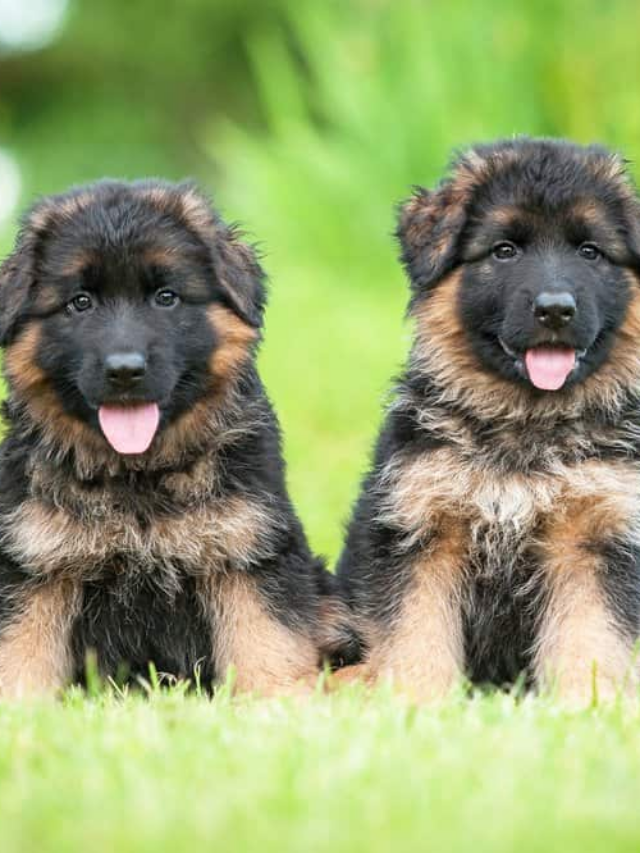 7 German Dog Breeds With Fascinating Histories - Fermentools
