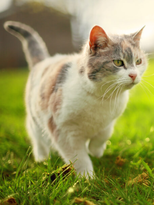 What To Do If You Find a Stray Cat