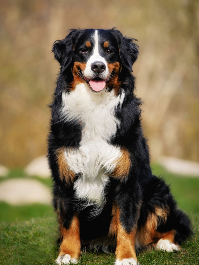 9 Huge Dog Breeds That Are Wonderful Pets