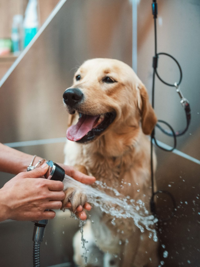 How to Groom a Golden Retriever: 8 Easy Grooming Tips