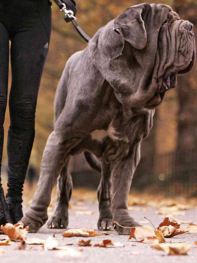 8 Giant Dog Breeds That Make Great Pets