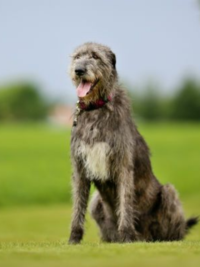 8 Irish Dog Breeds from the Emerald Isle