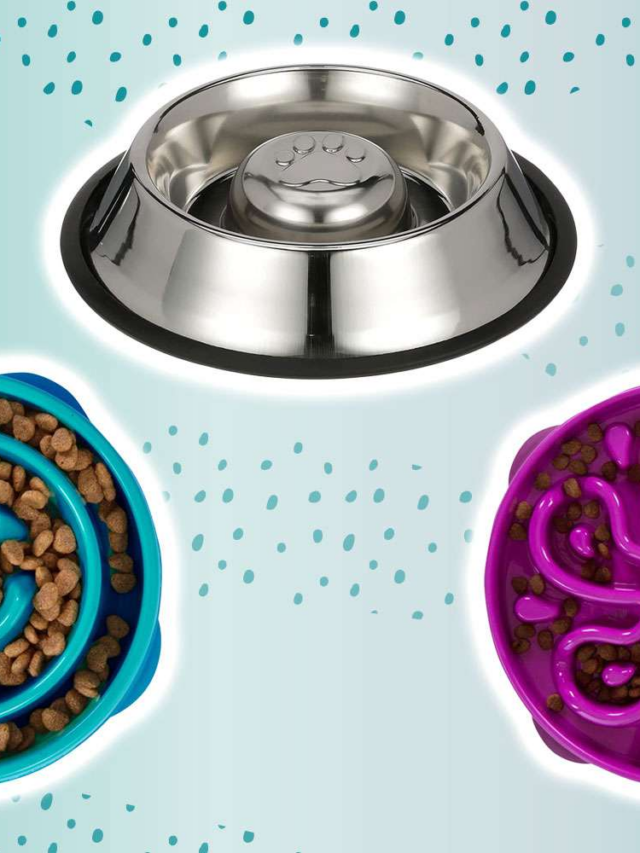 The 7 Best Slow Feeder Bowls