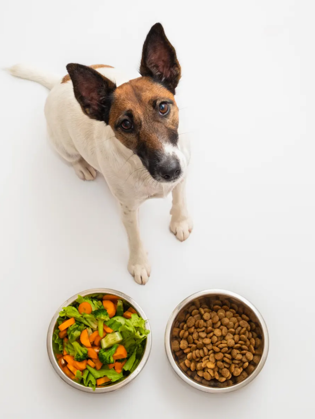 The 7 Best Puppy Foods