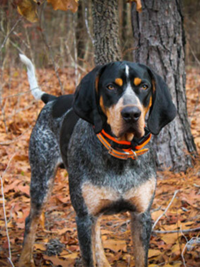 Coonhound Mixes: 7 Handsome Hound Combinations