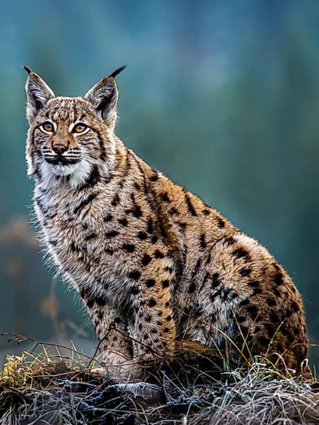 The eight best wild cats on earth