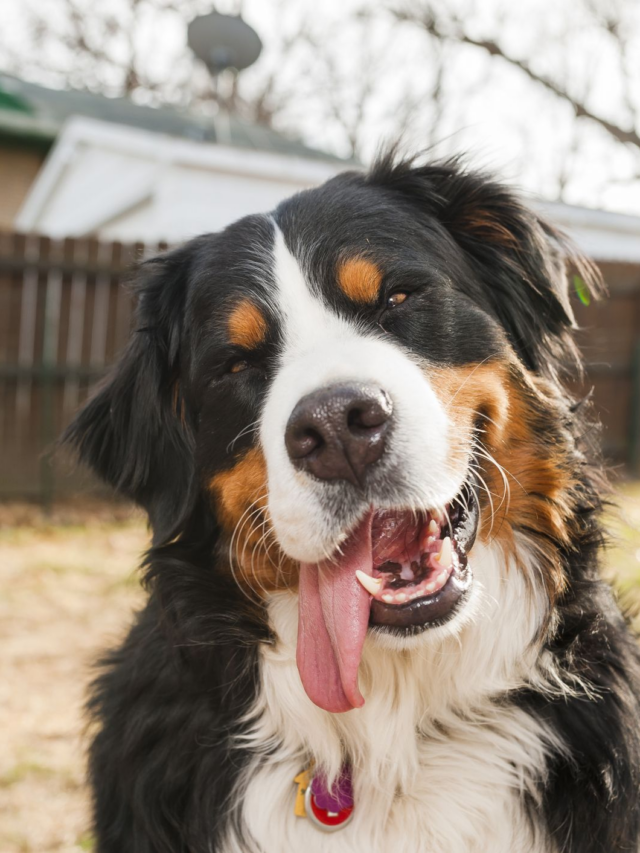 Gentle giants: 7 big dog breeds that make great family pets