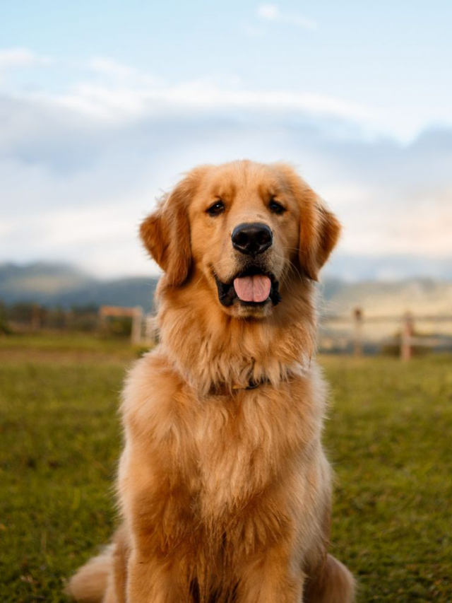 6 big dog breeds that make great family pets