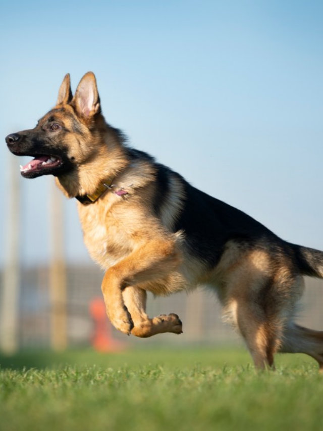 Different Types of German Shepherds