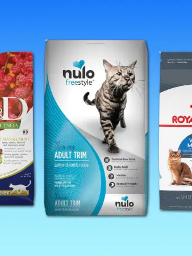 The 8 best cat foods for weight loss
