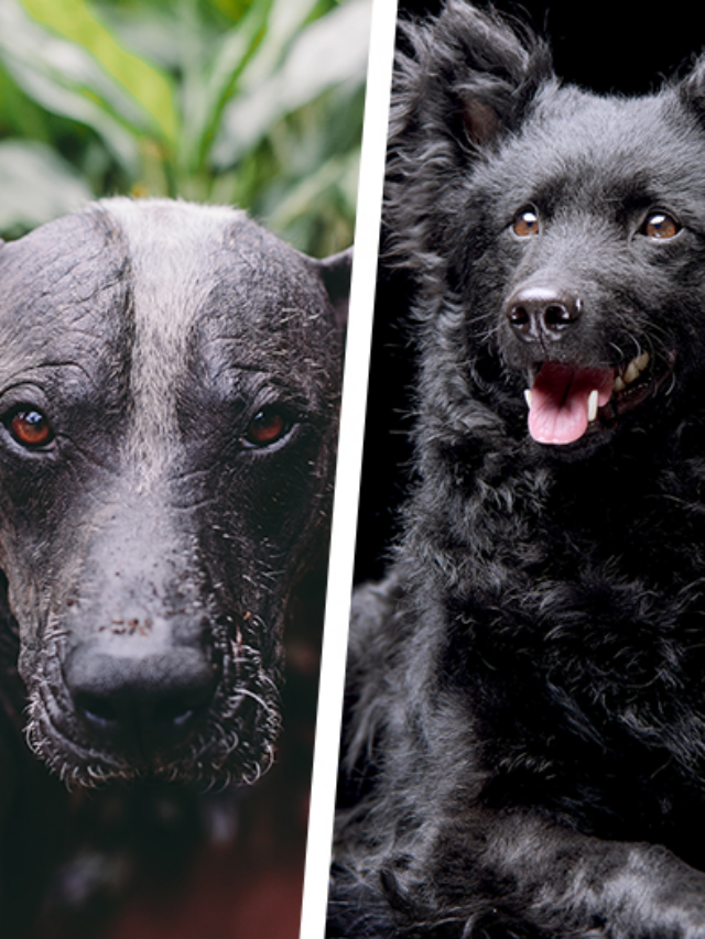 7 Rarest Dog Breeds of All Time