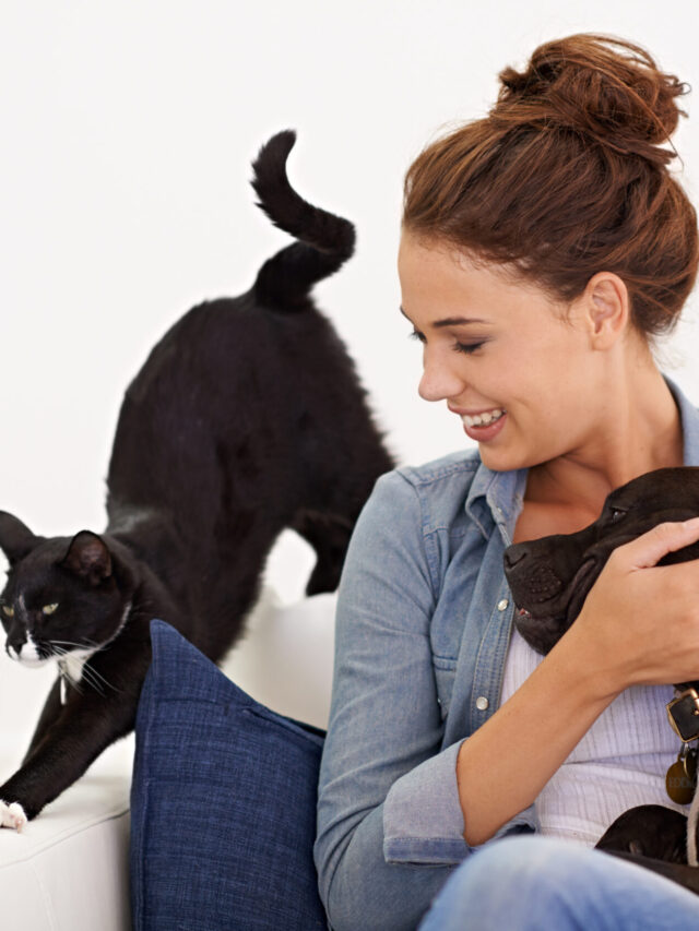 7 Responsible Pet Care Tips