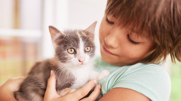10 Kitten Breeds Ideal for Young Children