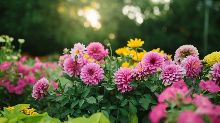 6 Most Popular Types of Flowers