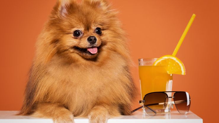 7 Best Toy Dog Breeds That Are Great as Pets