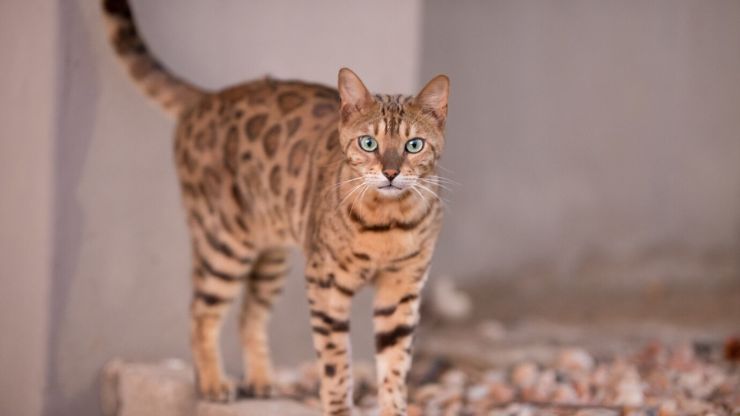 7 Hybrid Cat Breeds A Fusion of Wild and Domestic