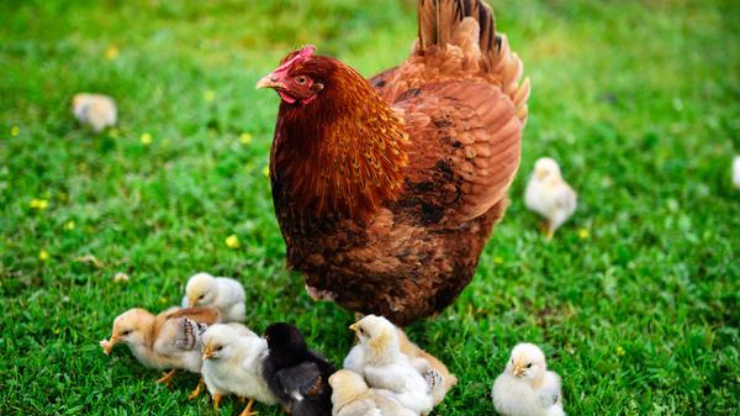 7 Of The Best Chicken Breeds For Eggs