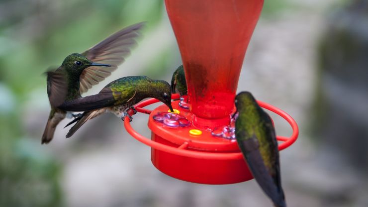 7 Worst Places to Hang a Hummingbird Feeder