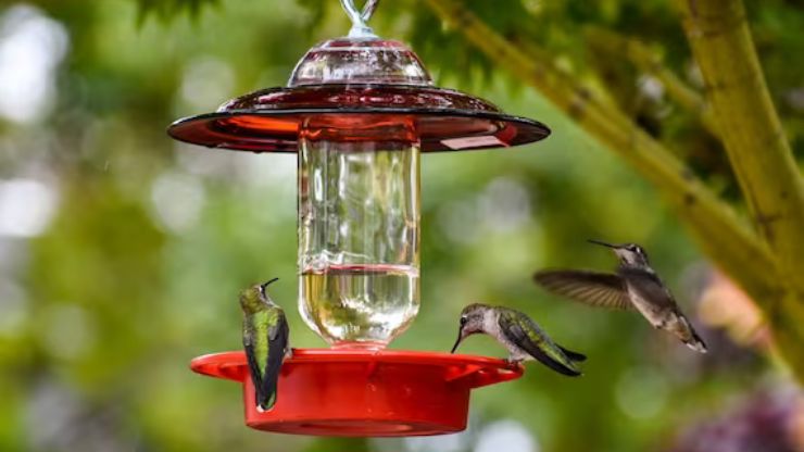 Best Bird Feeders for Hummingbirds